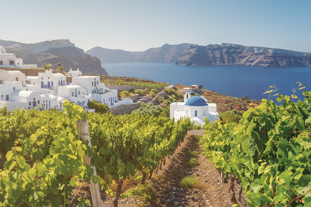 Santorini wijngaard met zeezicht